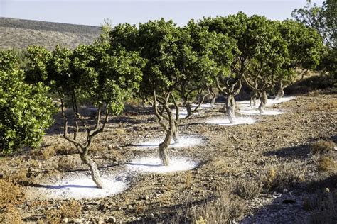 The Mastic Of Chios A Beneficial And Natural Greek Product Poupadou