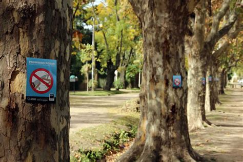 San miguel Prohibido podar los Árboles de la vía pública