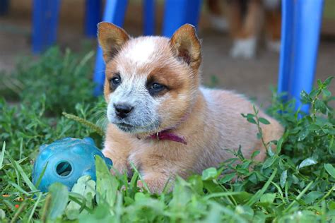 Red Heeler Dog Breed Info, Pictures, Facts, Puppy Price & FAQs