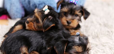 Yorkshire Terrier Opis Rasy Cena Charakterystyka