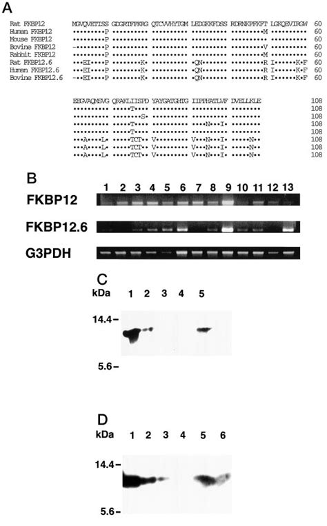 Amino Acid Sequence Of Rat Fkbp The Mrna Expression In Rat