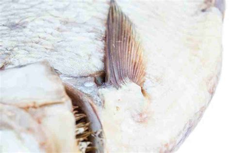 Fish Fins: Types, Anatomy & Functions - Fish Article