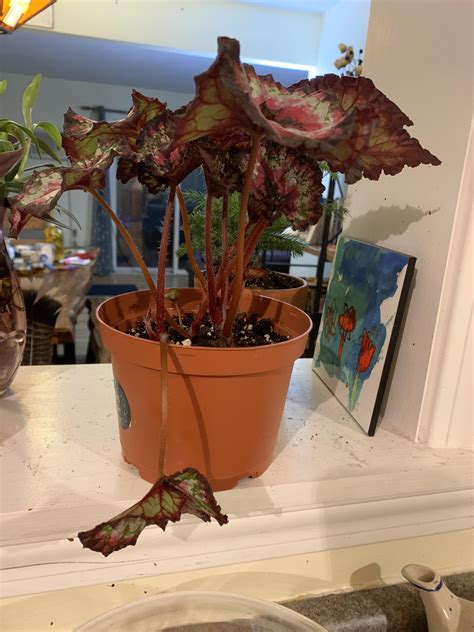 Any Idea What’s Causing This Leaf To Drop My Begonia Is Otherwise Healthy R Plantclinic