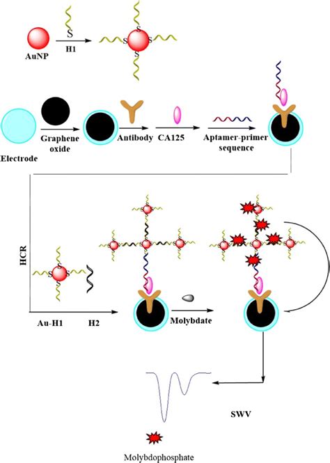 Chemiluminescence Immunoassay Principle