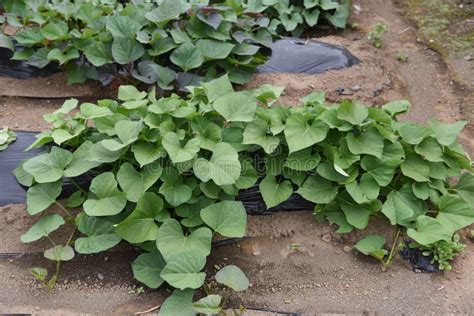 Sweet potato cultivation stock image. Image of background - 151123015