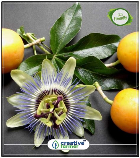 Buy Fruit Seeds Delicious Giant Yellow Passion Fruit Seeds 20 Seeds