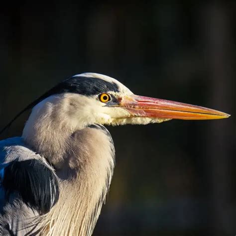 Grey Heron - Facts, Diet, Habitat & Pictures on Animalia.bio