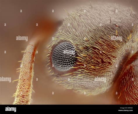 Extremadamente nítido y detallado estudio de la cabeza de una hormiga