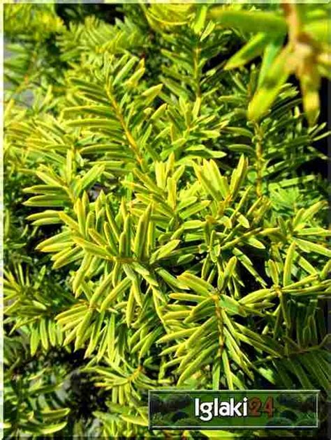 Taxus Baccata Summergold Cis Pospolity Summergold FOTO Internetowy