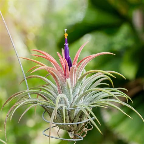 Tillandsias Fille De L Air Esp Ces Faciles Cultiver