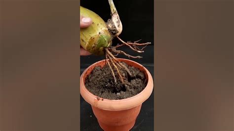 Unique Skill Planting How Coconut Trees Grow Faster Grafting Very