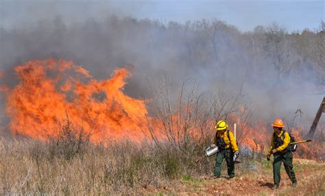 Does Prescribed Burning Impact Wild Turkey Nesting? – Georgia Wildlife Blog