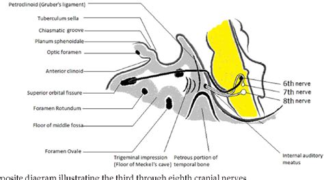 6th Cranial Nerve Anatomy