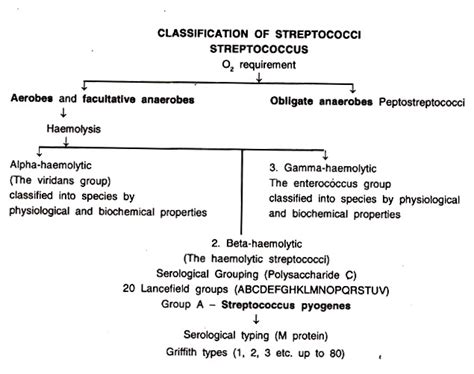 Classification Of Streptococcus