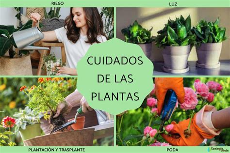 Cómo cuidar las plantas Guía completa 2025