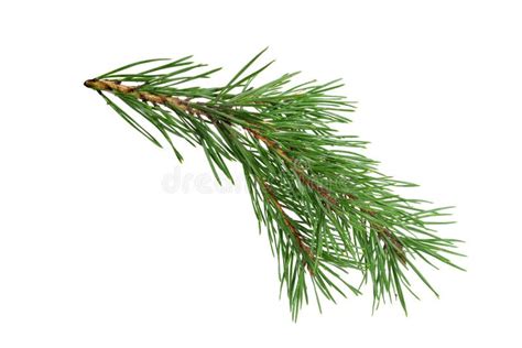 Green Natural Pine Branch Isolated On White Background Stock Photo