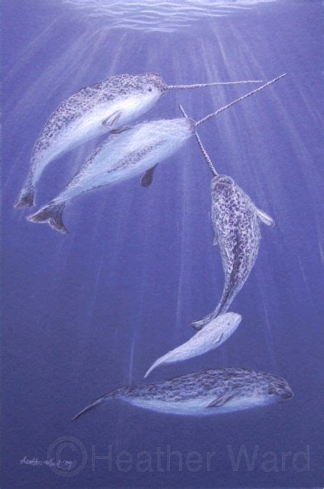 Narwhals Ocean Creatures Water Animals Sea And Ocean