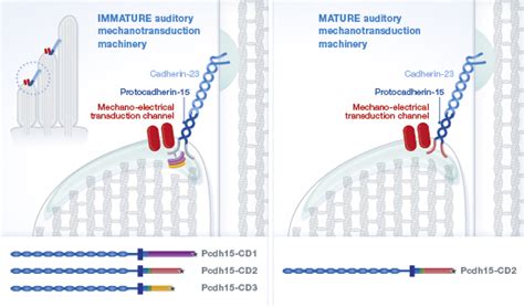 The Cd Isoform Of Protocadherin Is An Essential Component Of The