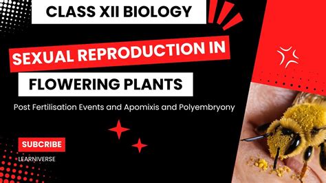 Post Fertilisation Events Sexual Reproduction In Flowering Plants Neet2024 Neet Boards