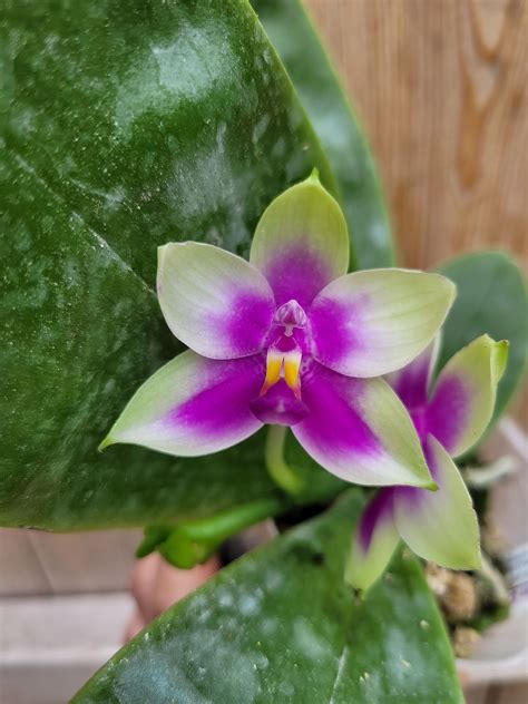 Phalaenopsis bellina | Spicesotic plants