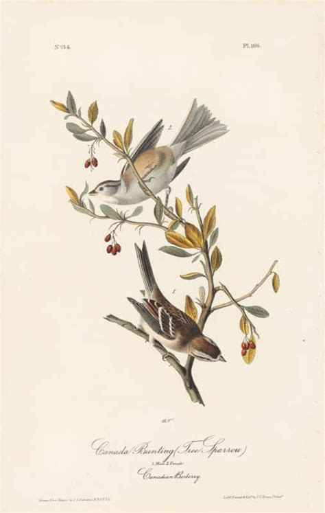 Audubon 1st Ed Octavo Pl 166 Canada Bunting Tree Sparrow 1st