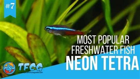 Of The Most Popular Freshwater Fish