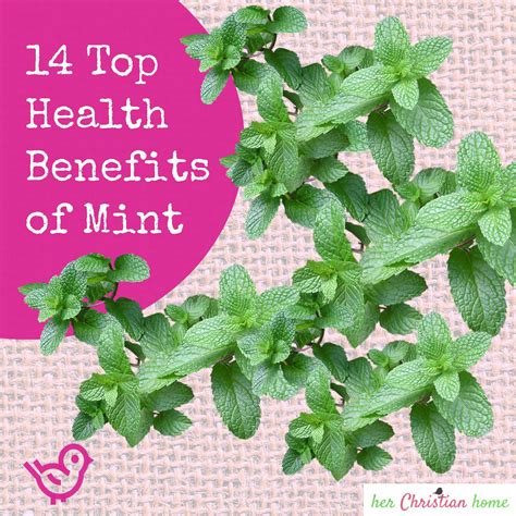 14 Top Health Benefits Of Mint Health Benefits Health Health Articles