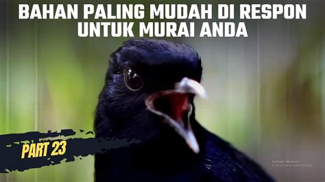 PART 23 PANCINGAN MURAI BATU BAHAN PALING MUDAH DIRESPON MURAI