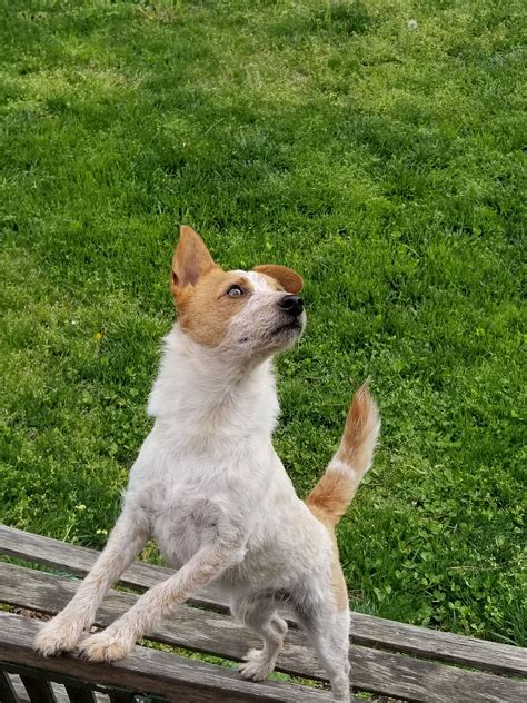 Red Heeler Chihuahua Mix Pets Lovers