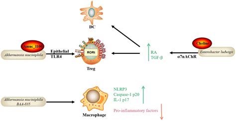 Frontiers New Insights Into Bacterial Mechanisms And Potential