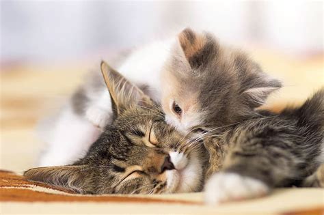 Cats Love Cat Kitten Animal Kiss Cute Baby Animal Hd Wallpaper