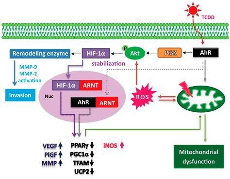 Ijms Free Full Text Tcdd Induces The Hypoxia Inducible Factor Hif