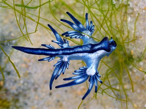 The Astonishingly Colorful World Of The Sea Slug