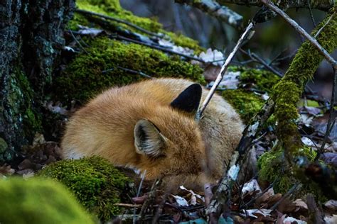 Where Do Foxes Sleep Sleeping Behaviors Of Foxes All Things Foxes