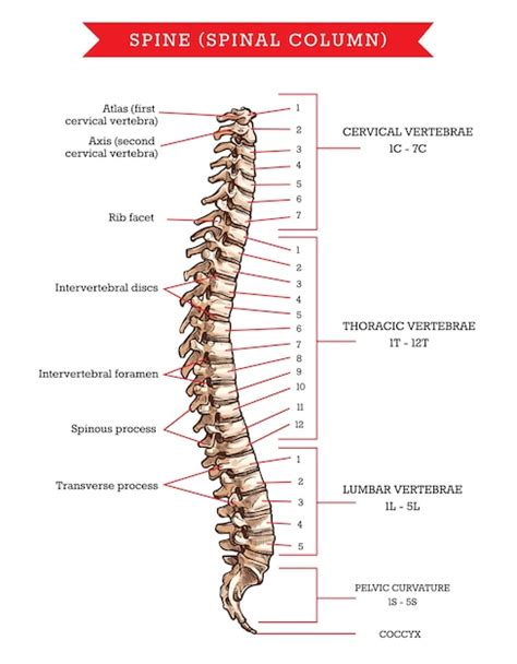 Conoce Los Huesos De La Columna Vertebral Oseamx Sexiz Pix