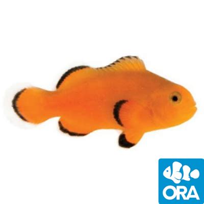 Oceans Garden Aquaculture Ora Naked Ocellaris Clownfish Captive Bred