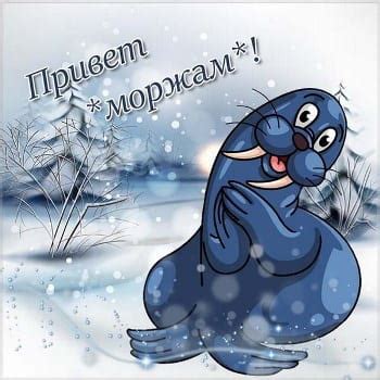 Прикольные Картинки с Днем Моржа 24 ноября