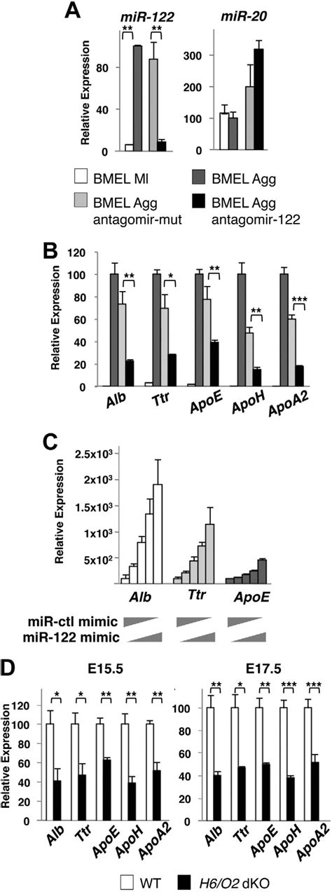 Mir 122 Stimulates The Expression Of Hepatocyte Specific Genes During