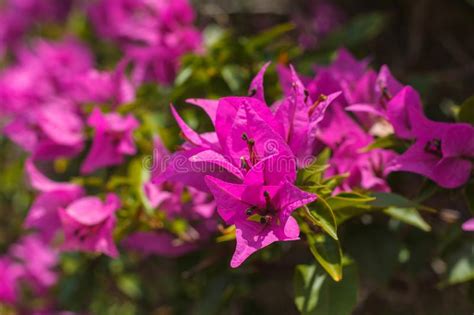 Blooming Bougainvillea Magenta Bougainvillea Flowers Colorful Purple