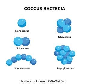 Coccus Bacteria Type Circular Shape Isolated Stock Vector (Royalty Free) 2296269525 | Shutterstock