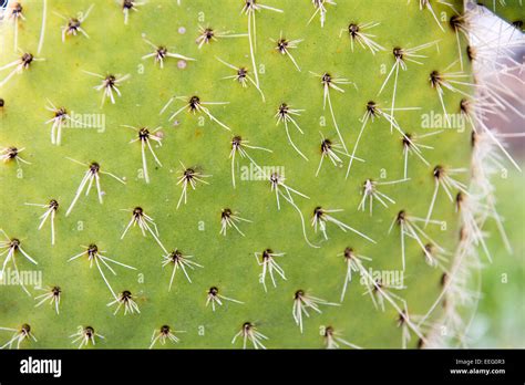 Spine Plant Hi Res Stock Photography And Images Alamy