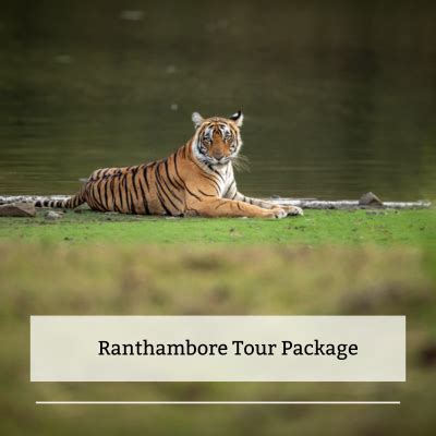 Ranthambore Safari Booking Safari Price Starts Inr