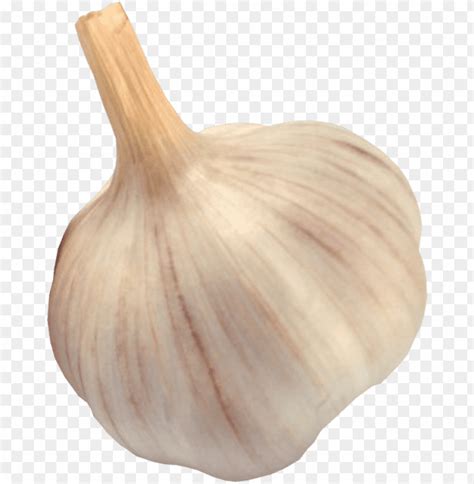 Free Download Hd Png Garlic Png Png Transparent With Clear Background