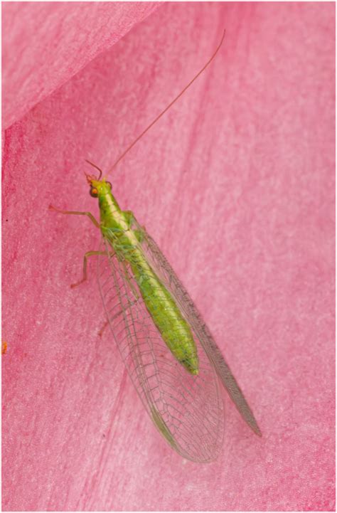 Lacewing By Capto Ephotozine