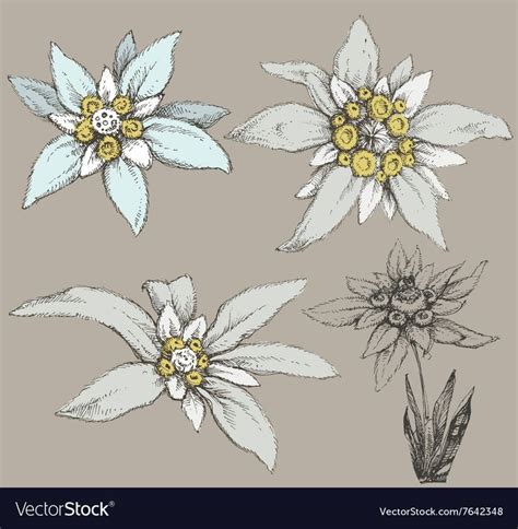 How To Draw Edelweiss Flower At How To Draw