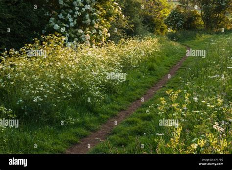 Cow Parsley And A Hedgerow Of Flowering Elder In Late Evening Light