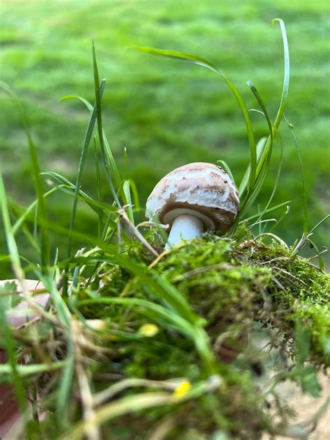 Mushroom Identification Rmushrooms