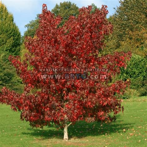 Arborele De Guma Liquidambar Styraciflua Arborele De Guma