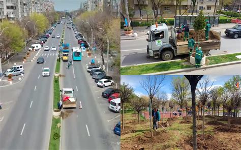 B365 Bulevardul Magnoliilor din București promisiunea primăverii