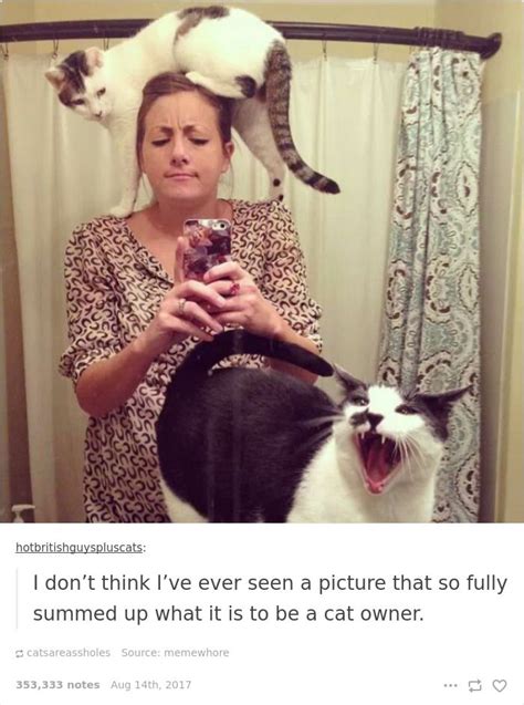 136 Cat Posts On Tumblr That Are Impossible Not To Laugh At Cats Cat Ownership Cat People